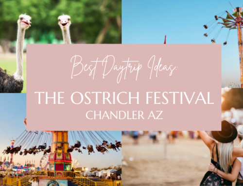 Best Daytrip Ideas: The Ostrich Festival 2022